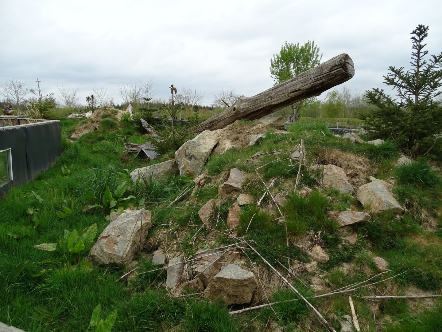 Alpine marmot exhibit (Marmota marmota) - Parc animalier d'Ecouves