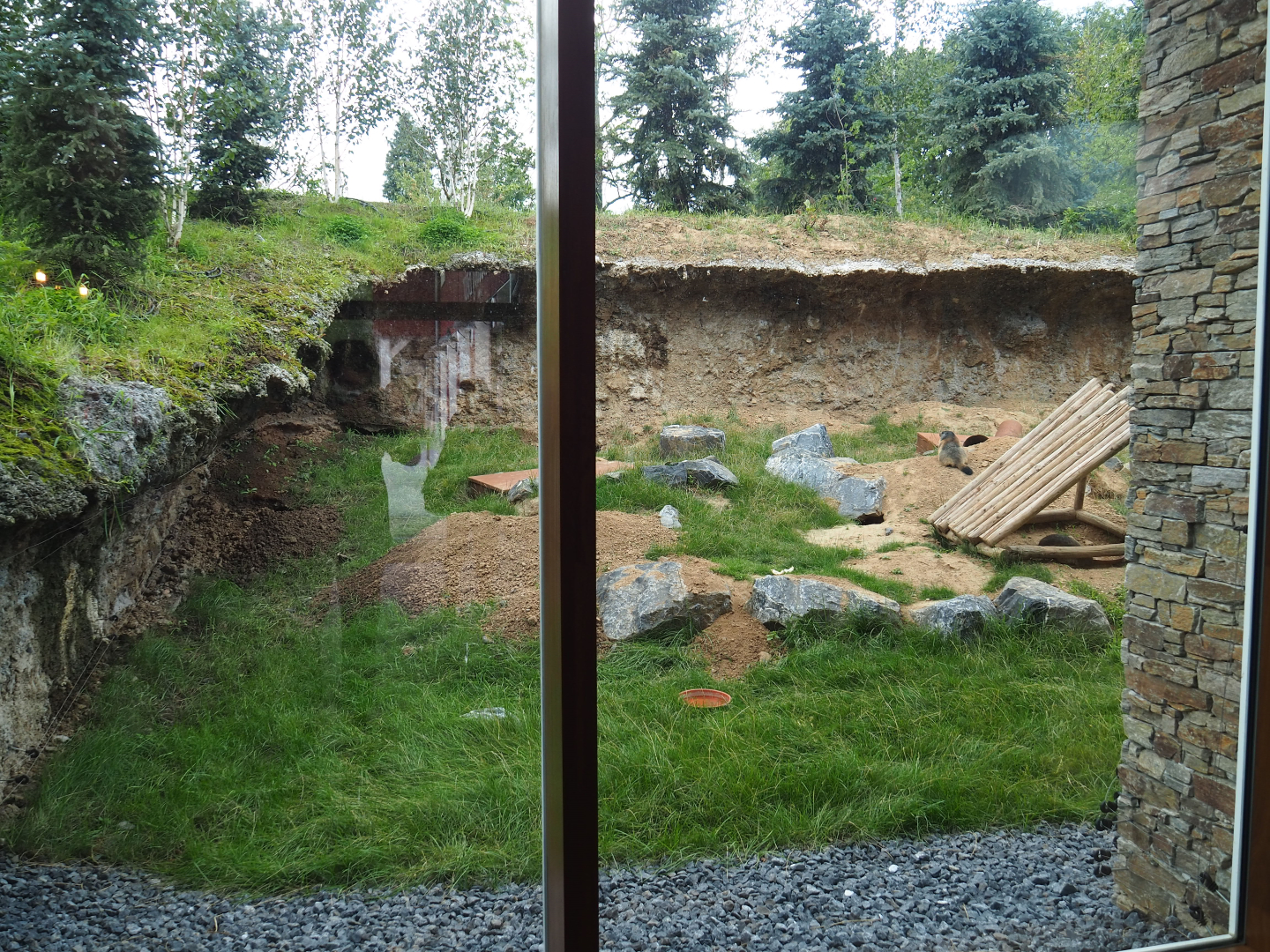 Alpine marmot exhibit next to The Paddling Bear hotel lobby, 2020-09-02