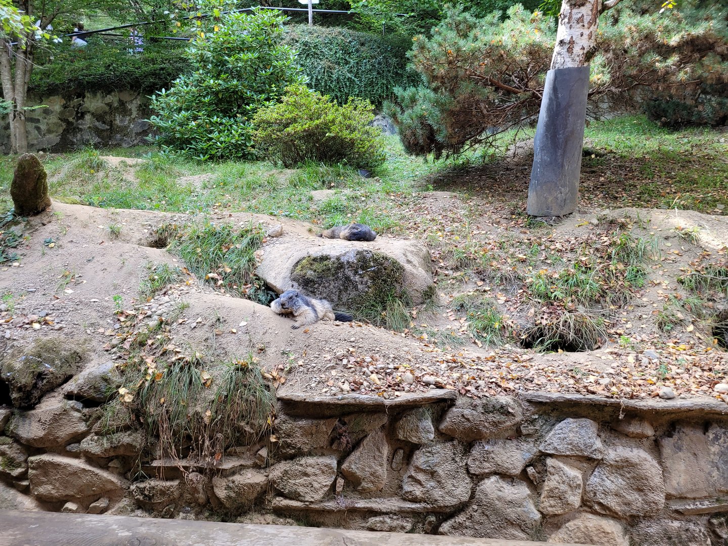 Alpine marmot exhibit -Parc Animalier des Pyrénées (2023)