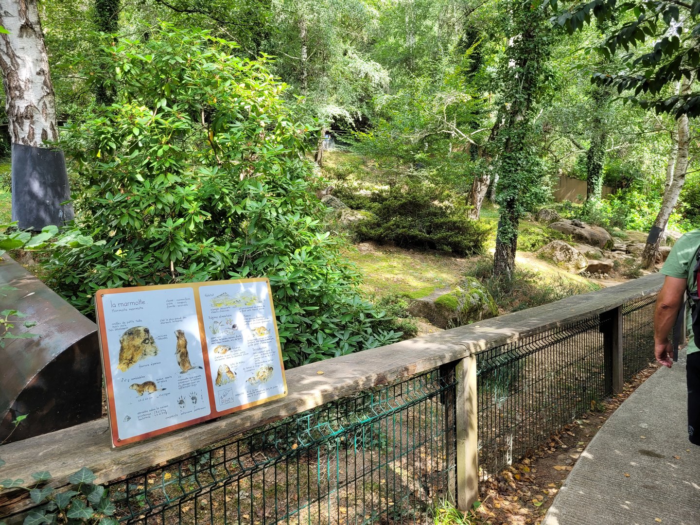Alpine marmot exhibit -Parc Animalier des Pyrénées (2023)
