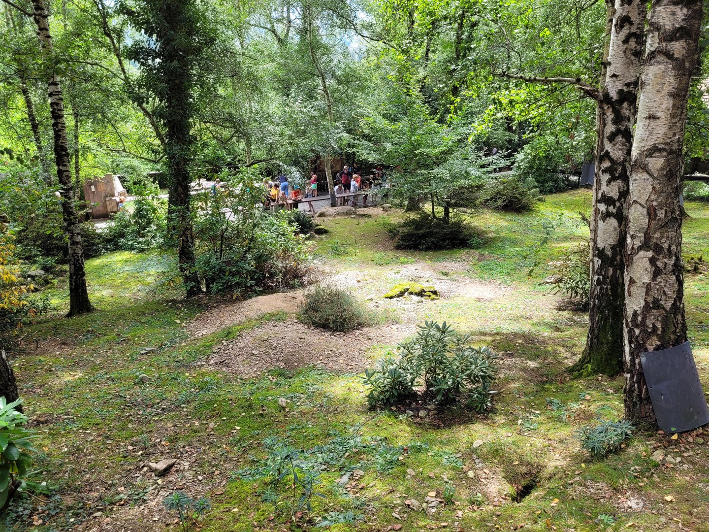 Alpine marmot exhibit -Parc Animalier des Pyrénées (2023)