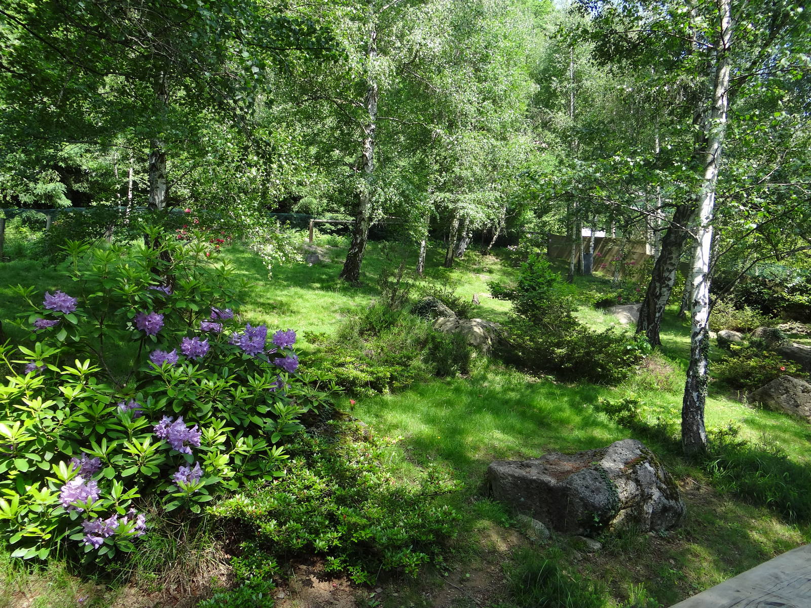 Alpine marmot exhibit