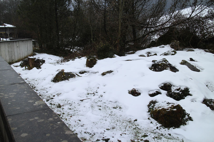 alpine marmot exhibit