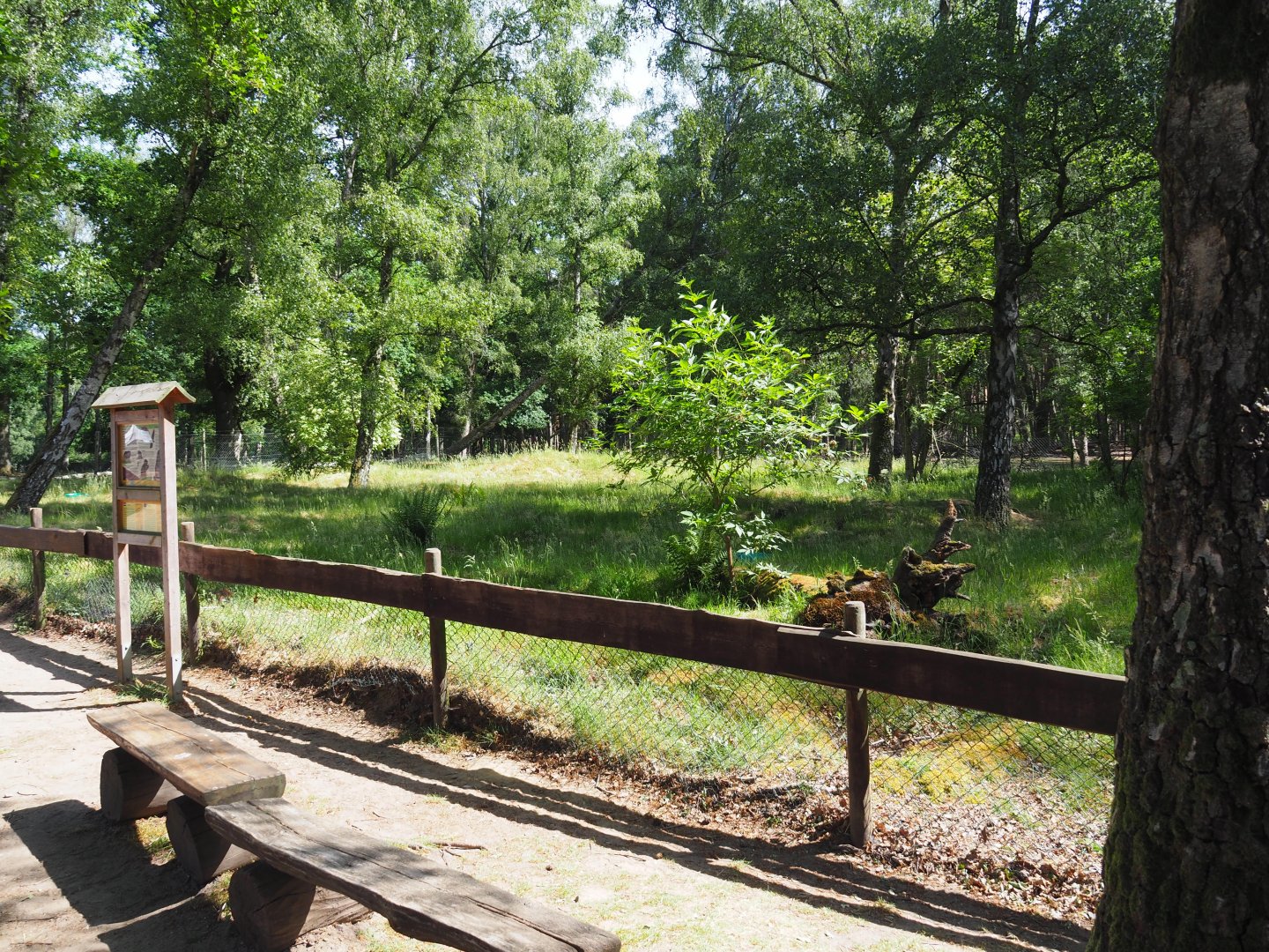 Alpine Marmot Exhibit