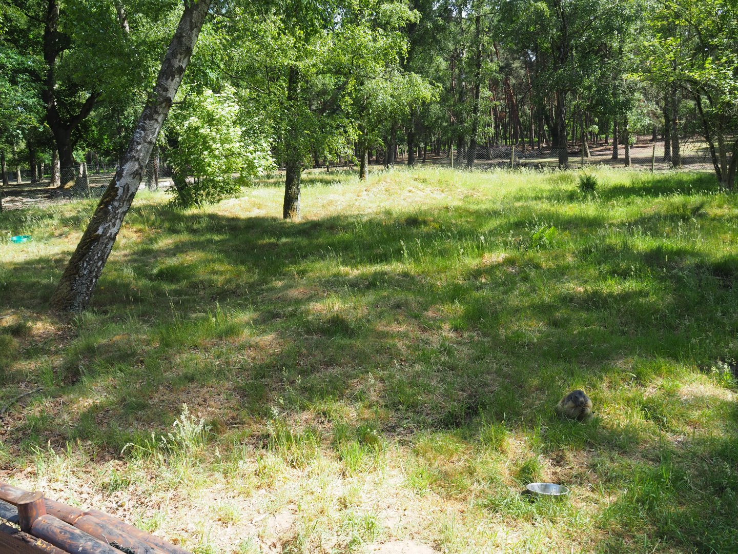 Alpine Marmot Exhibit