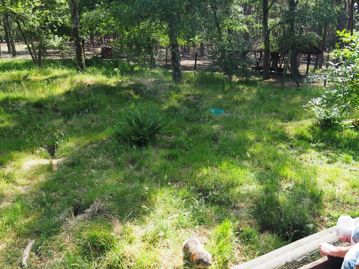 Alpine Marmot Exhibit