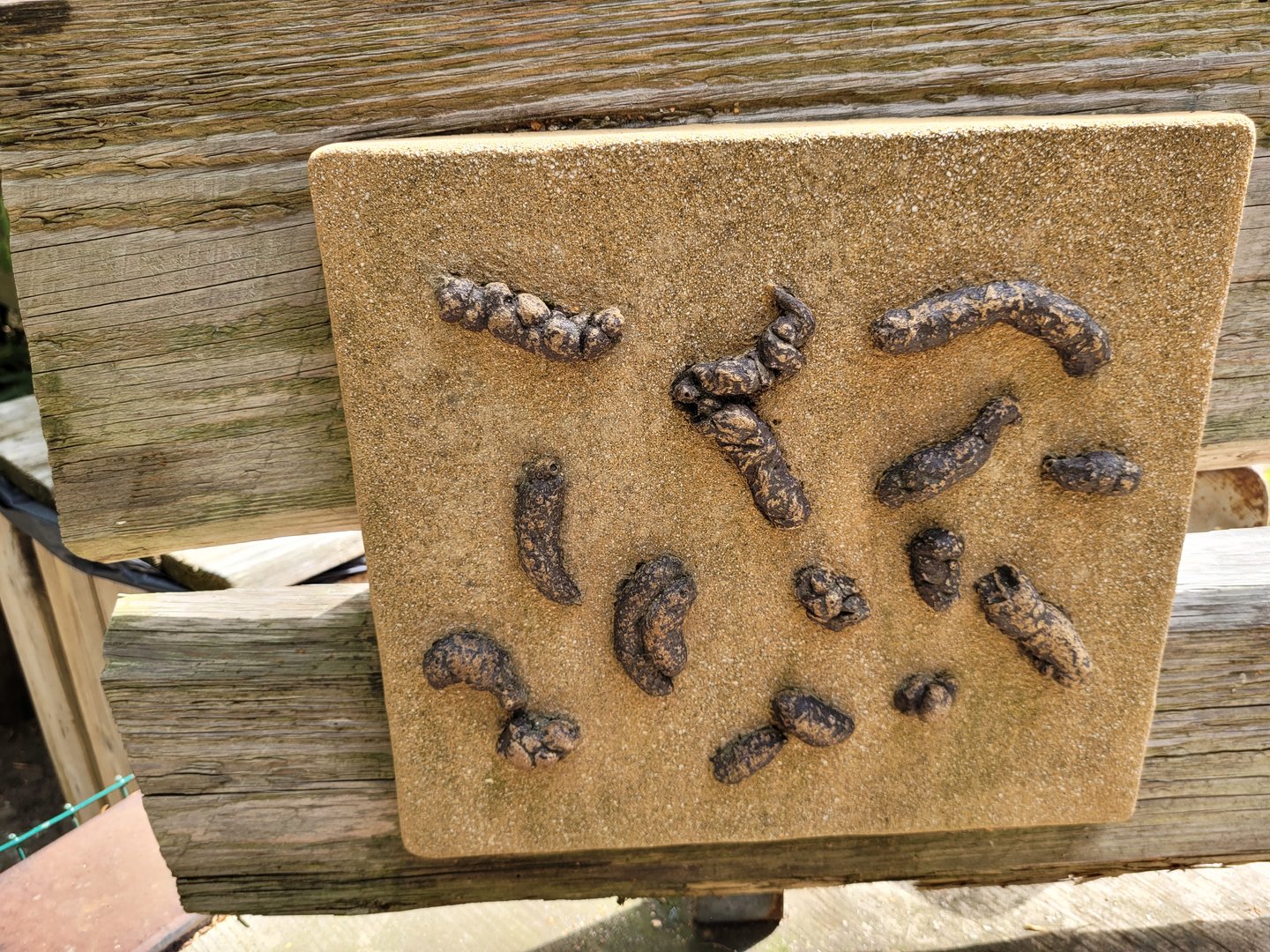 Alpine marmot feces display -Parc Animalier des Pyrénées (2023)