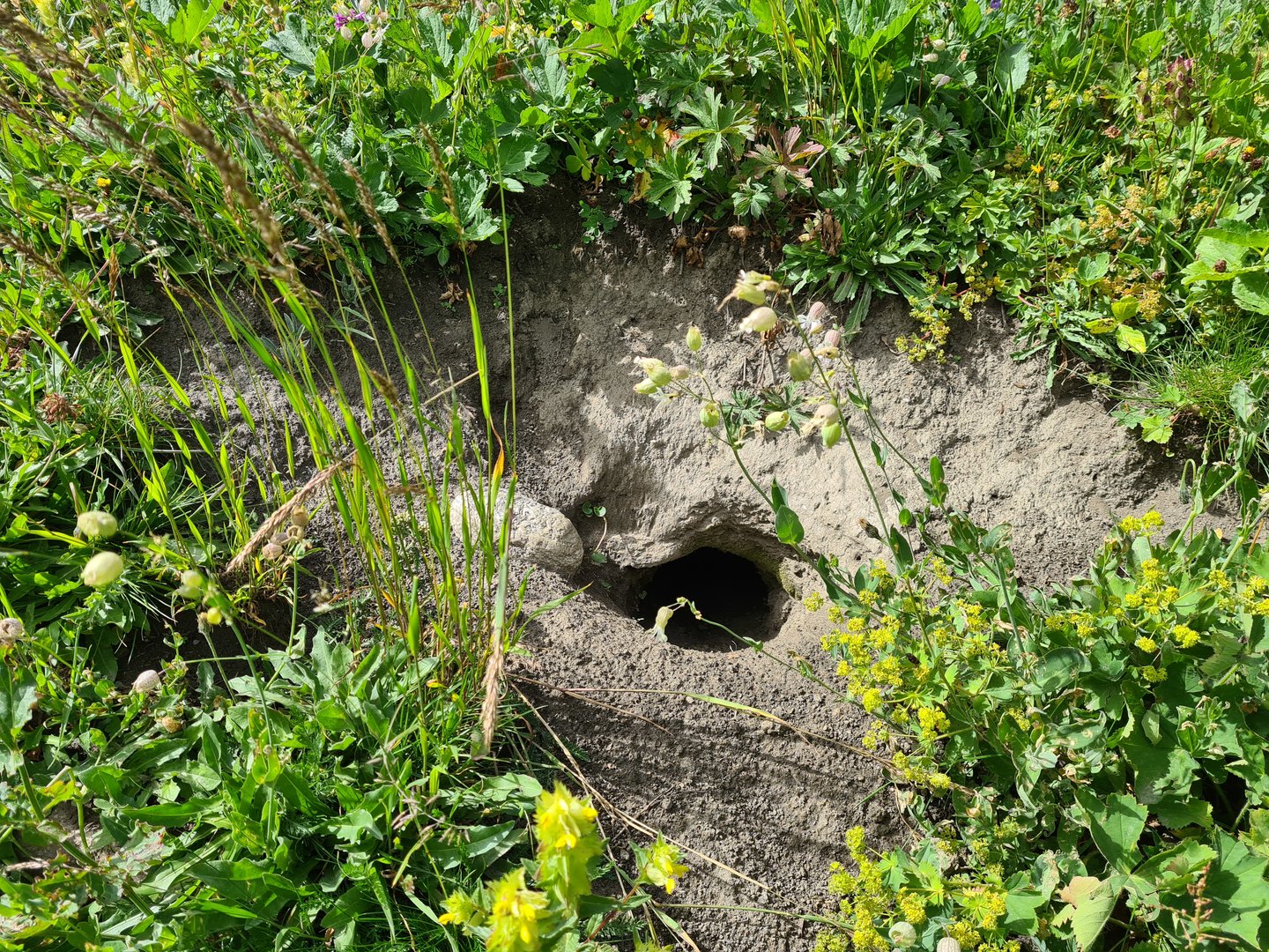 Alpine marmot hole