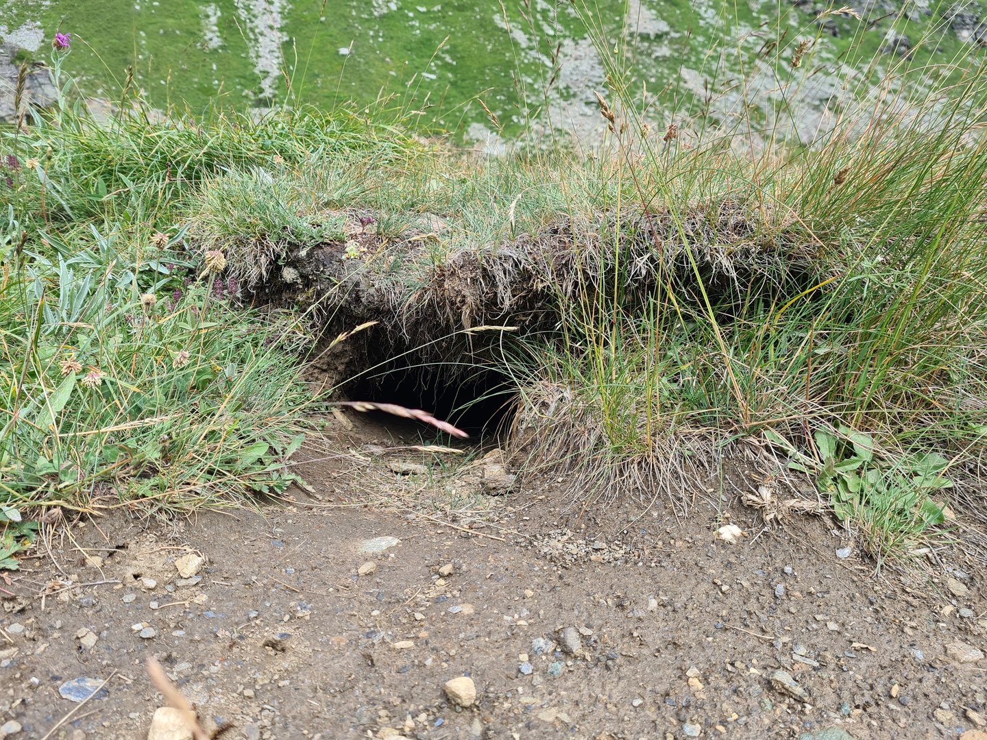 Alpine marmot hole