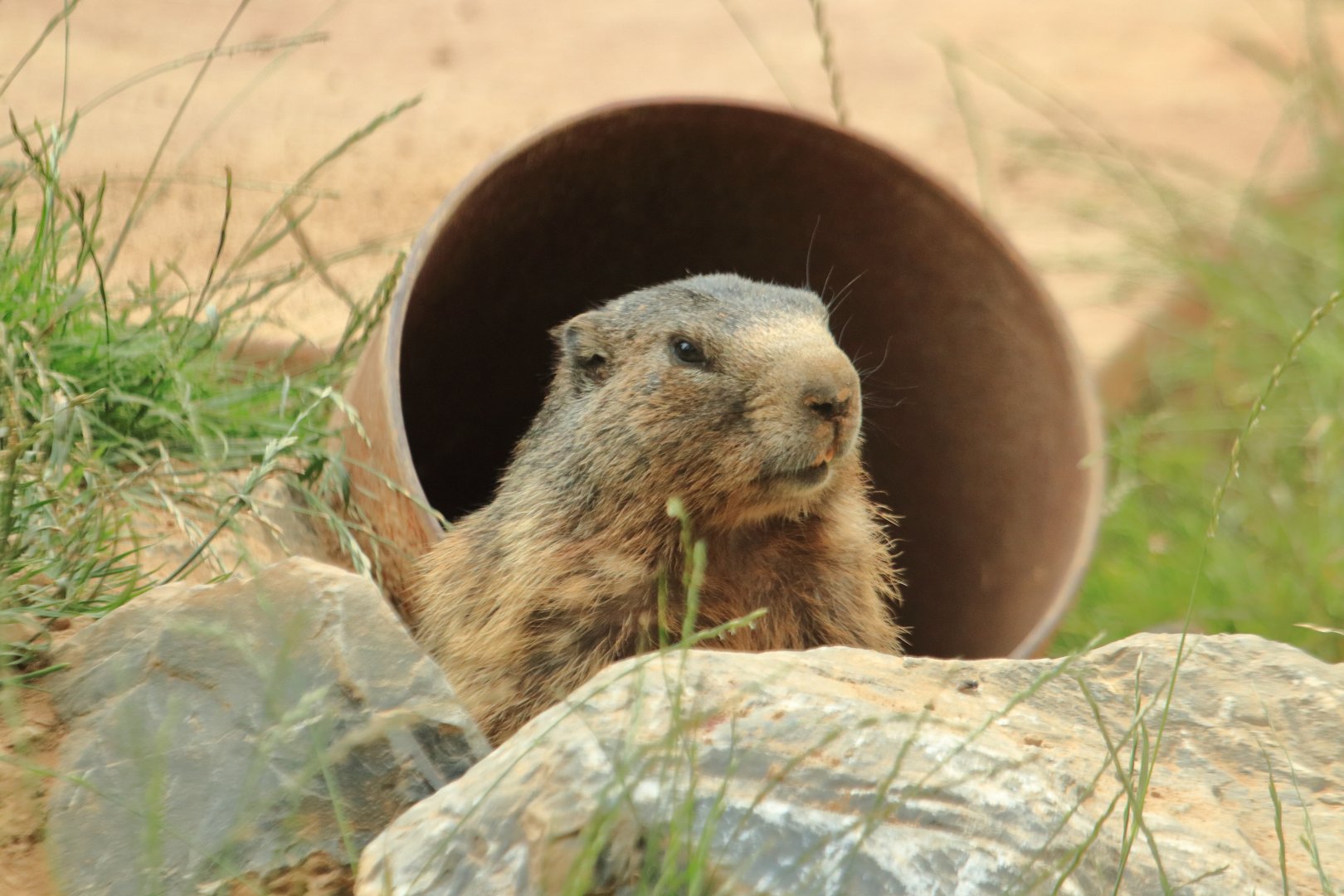 Alpine marmot (July 2020)