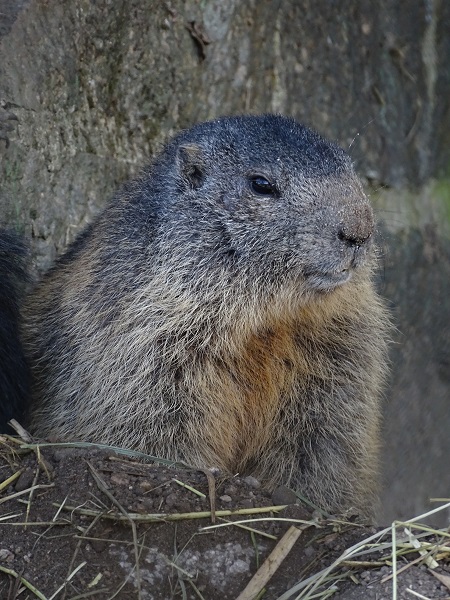 Alpine marmot (Marmota marmota marmota) (04/22)