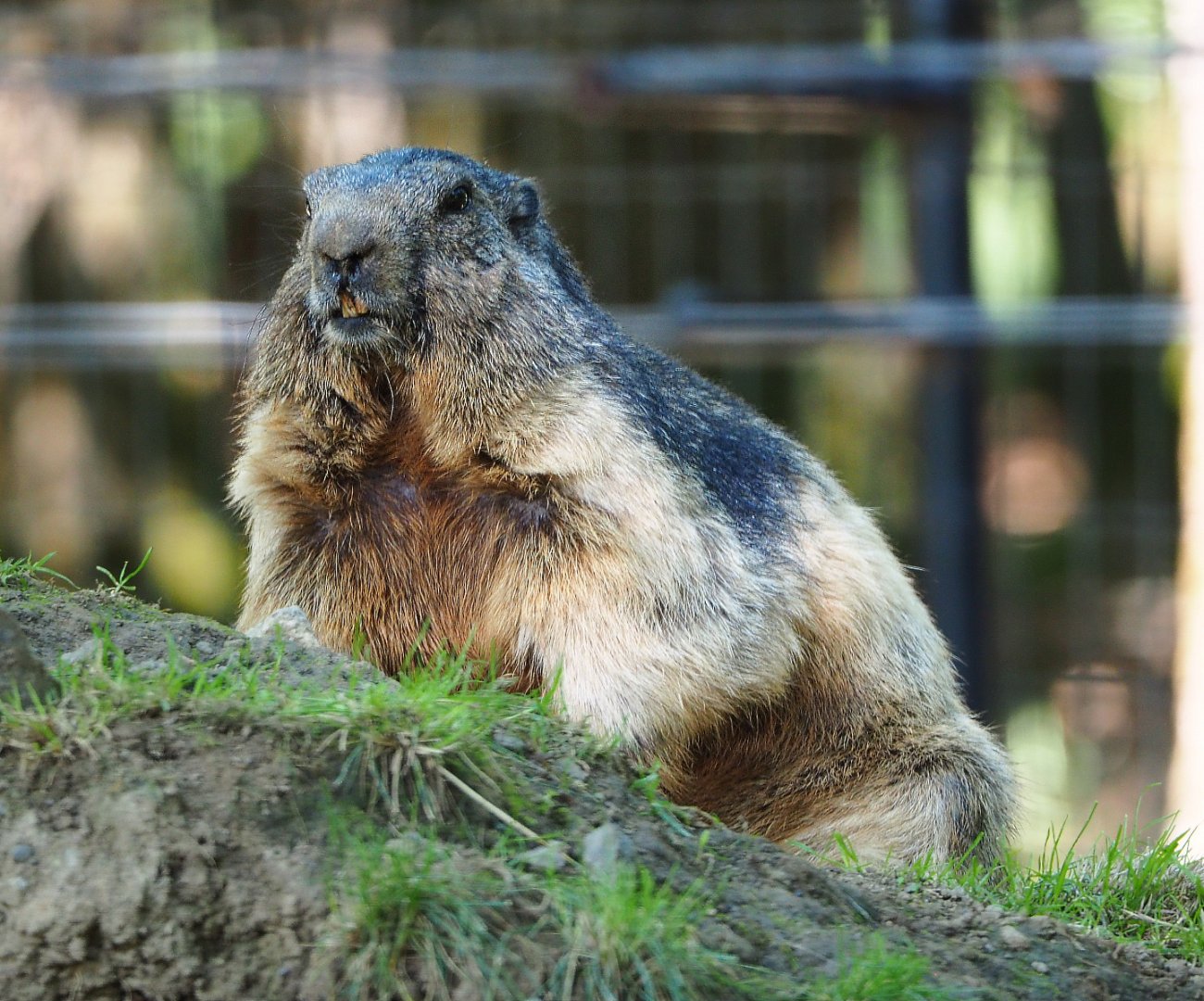 Alpine marmot (Marmota marmota marmota), 2020-07-12