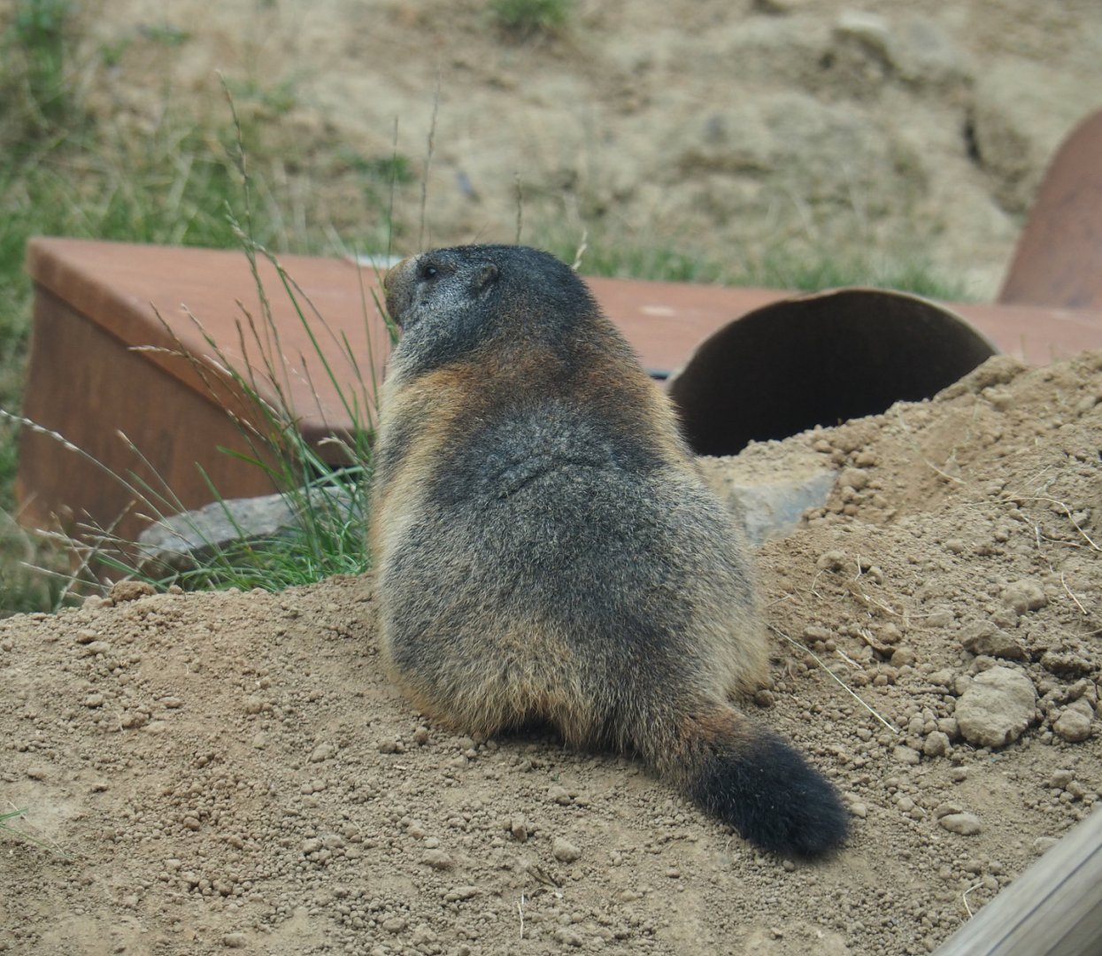 Alpine marmot (Marmota marmota marmota), 2020-09-02