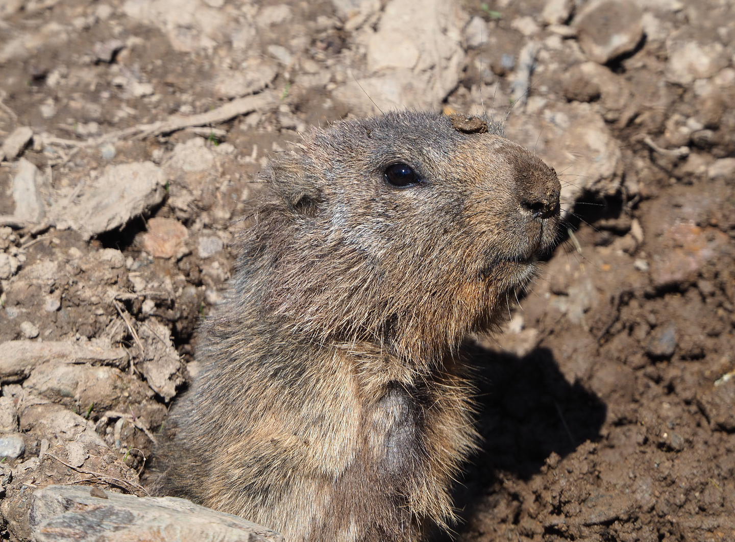 Alpine marmot (Marmota marmota marmota), 2021-05-29
