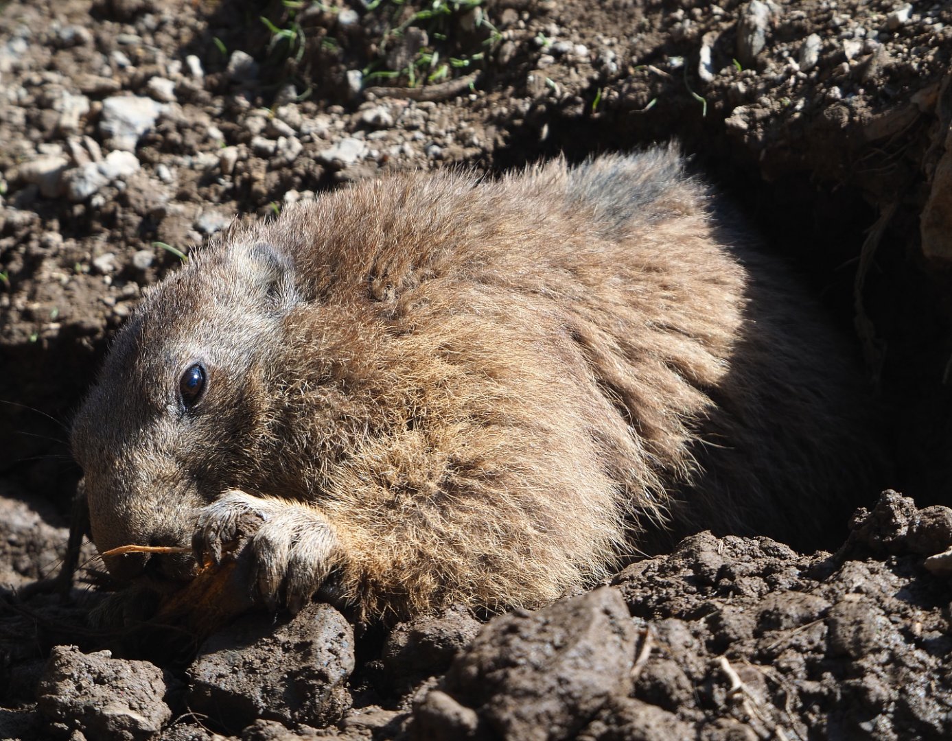 Alpine marmot (Marmota marmota marmota), 2021-05-29
