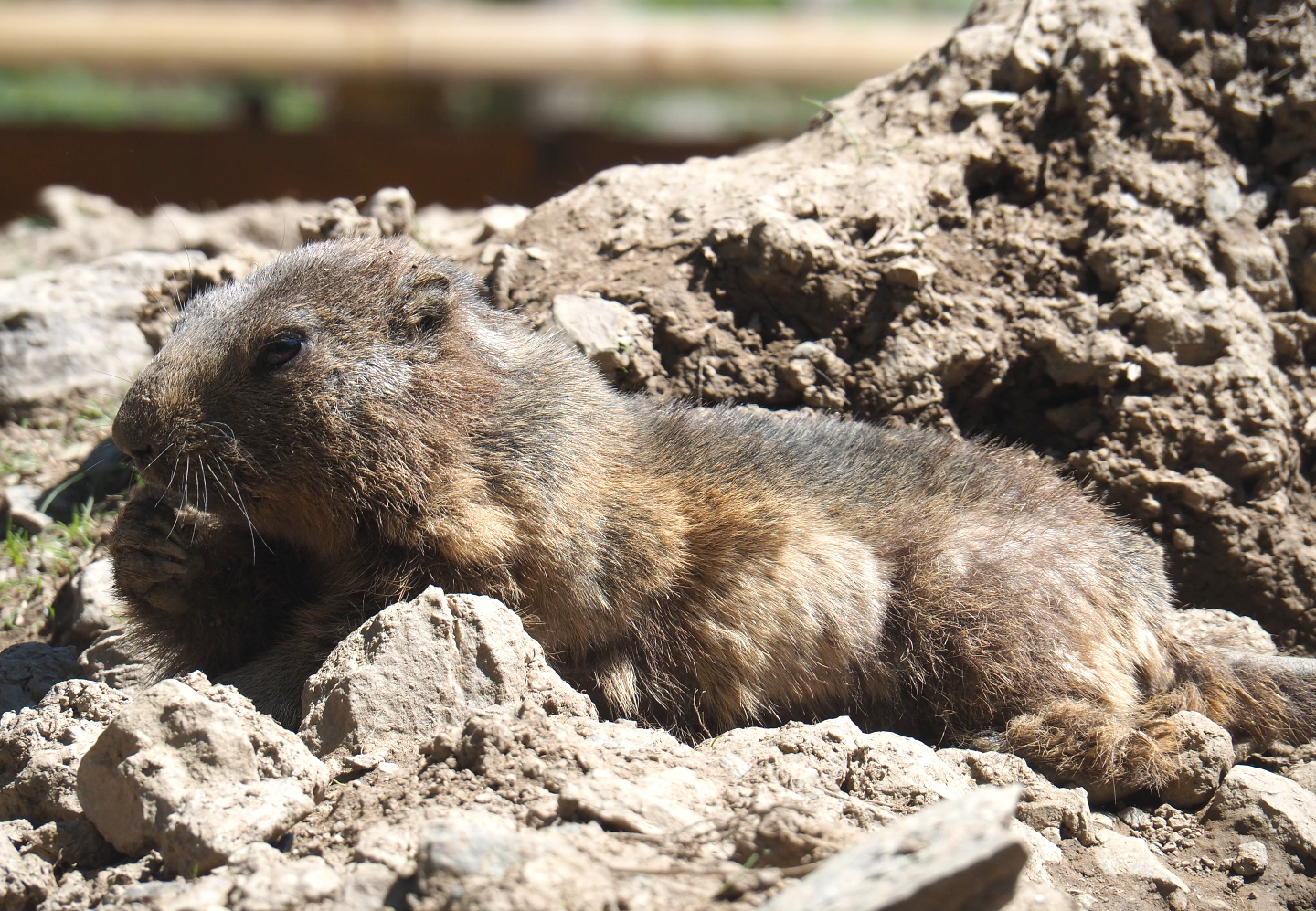 Alpine marmot (Marmota marmota marmota), 2021-05-29