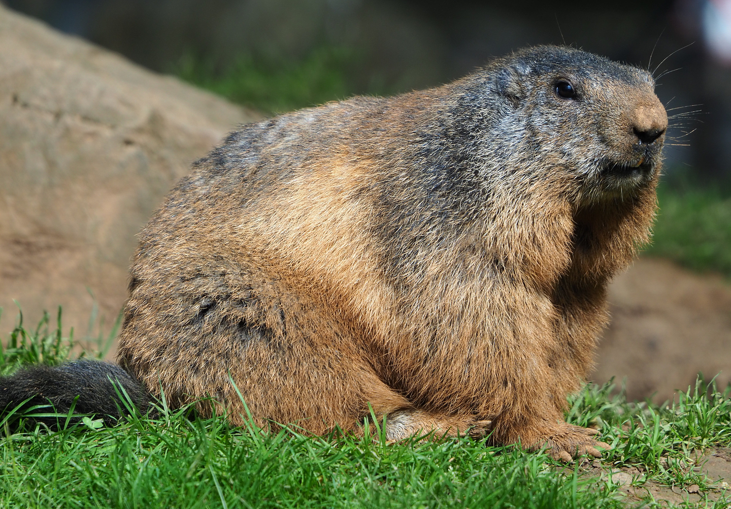 Alpine marmot (Marmota marmota marmota), 2021-08-15