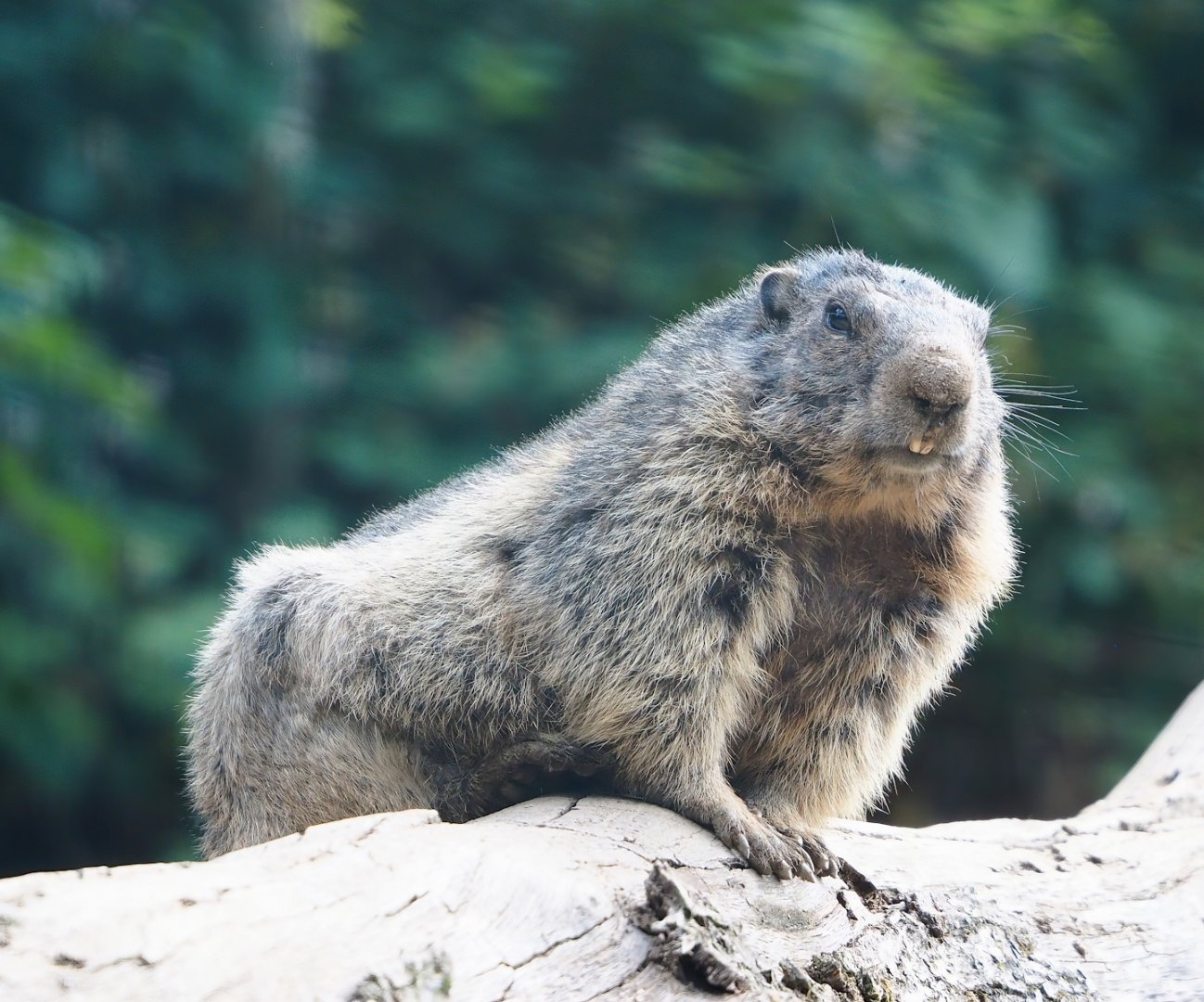 Alpine marmot (Marmota marmota marmota), 2023-06-24