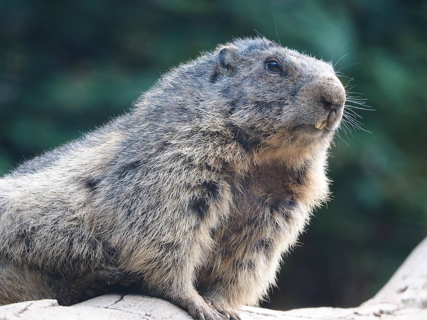 Alpine marmot (Marmota marmota marmota), 2023-06-24