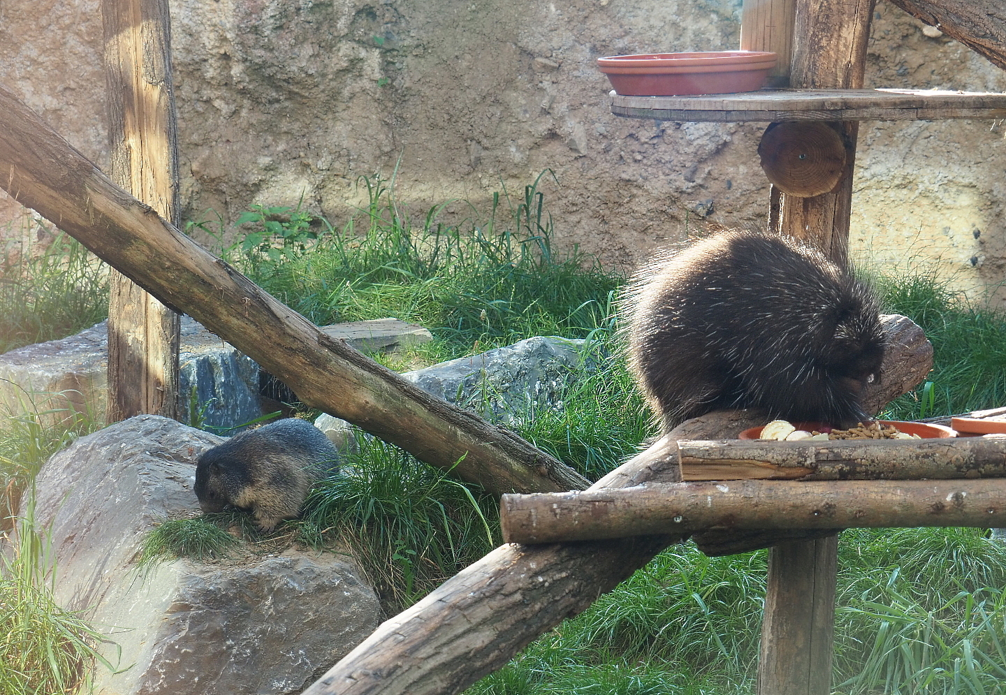 Alpine marmot (Marmota marmota marmota) and North American porcupine (Erethizon dorsatum), 2021-09-02