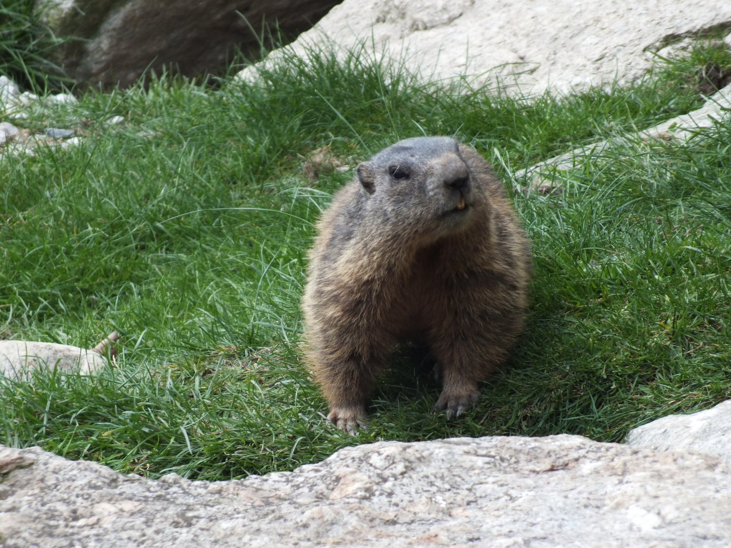 Alpine Marmot (Marmota marmota marmota) at Alpenzoo Innsbruck - April 11 2015