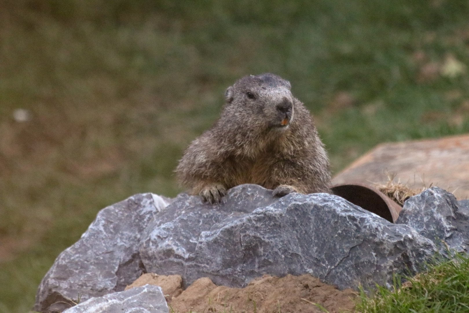 Alpine marmot (Marmota marmota marmota) - The Last Frontier