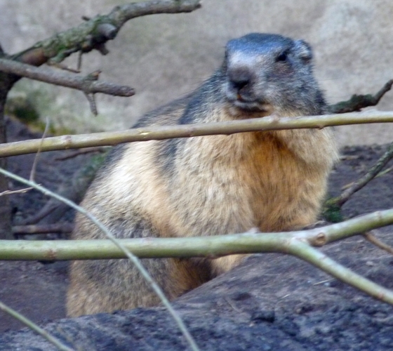 Alpine marmot (Marmota marmota)