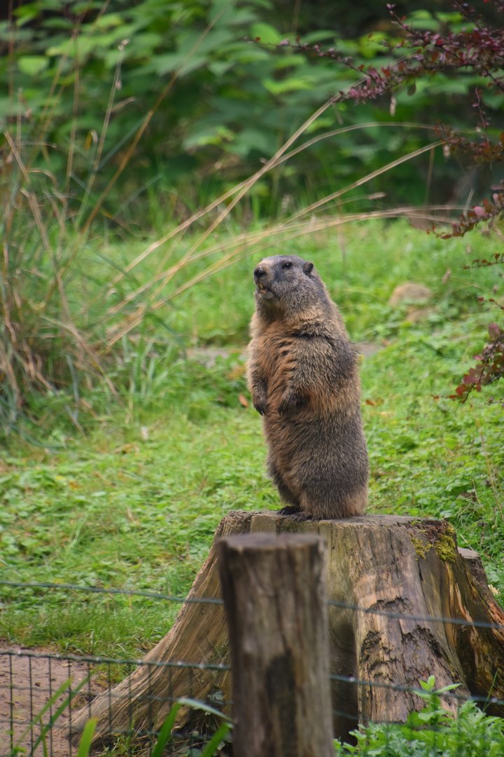 Alpine marmot, Marmota marmota