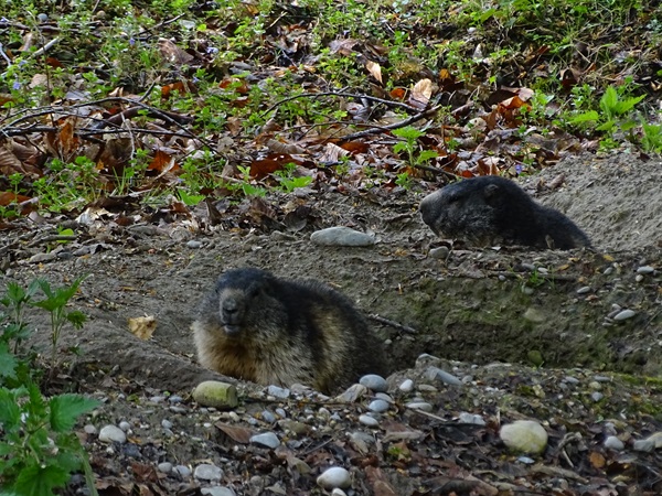 Alpine marmot (Marmota marmota)