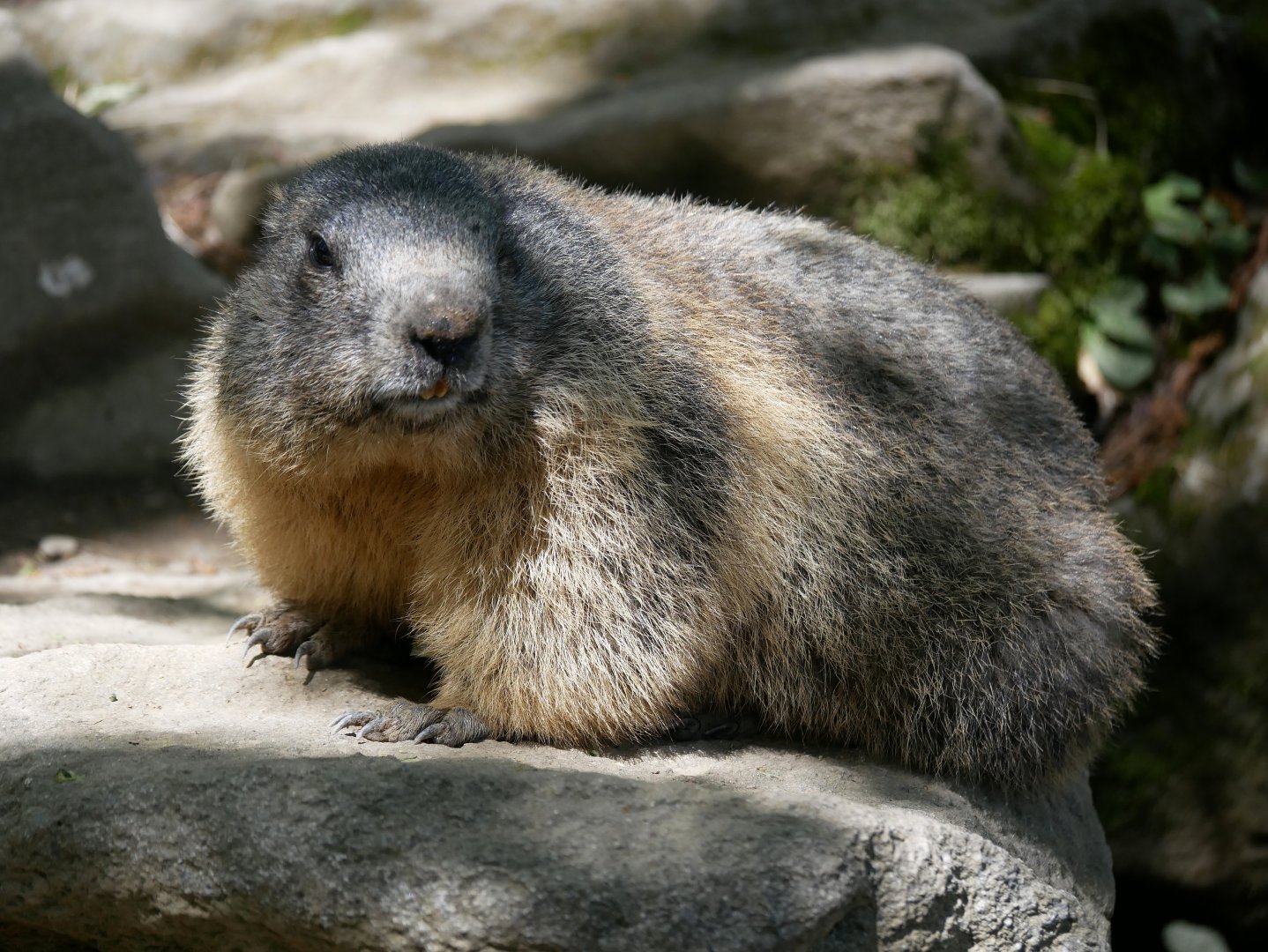 Alpine marmot (Marmota marmota)