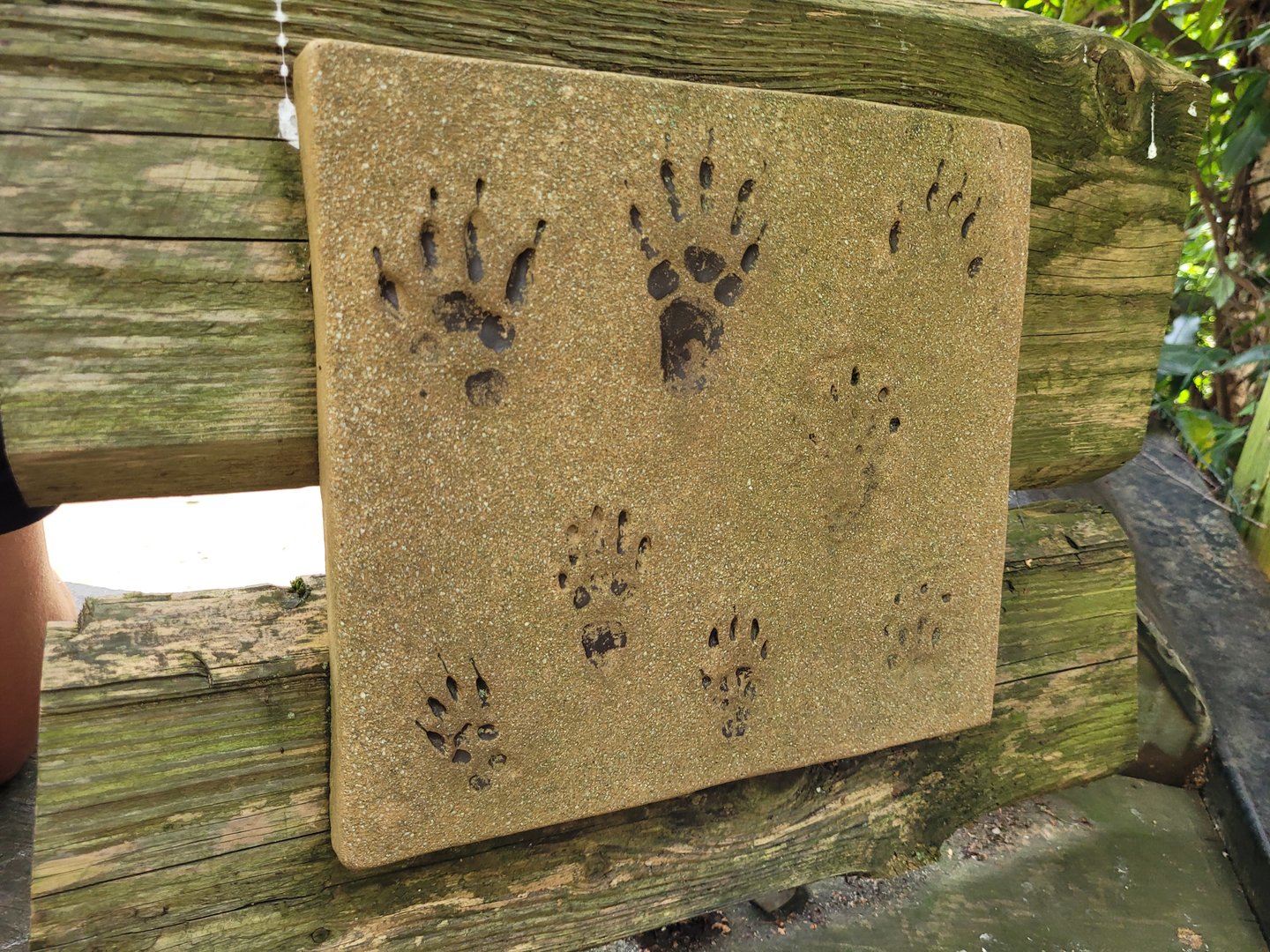 Alpine marmot print display -Parc Animalier des Pyrénées (2023)