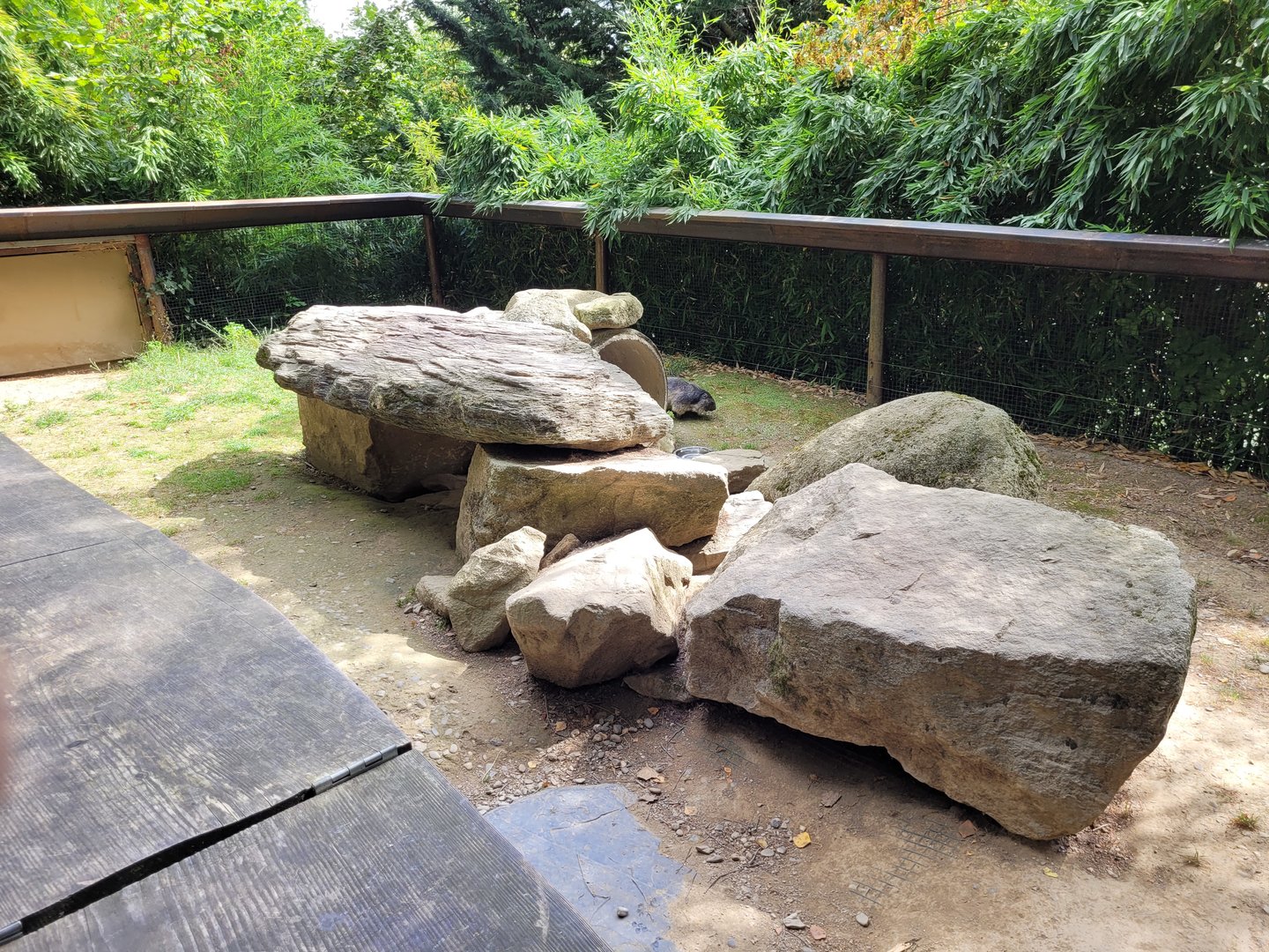 Alpine marmot secondary exhibit -Parc Animalier des Pyrénées (2023)