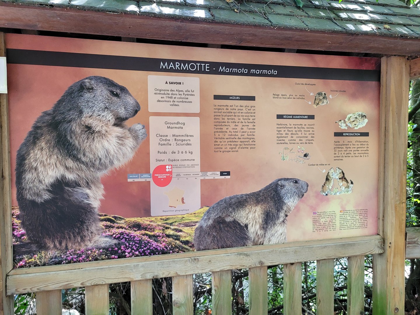 Alpine marmot sign -Parc Animalier des Pyrénées (2023)