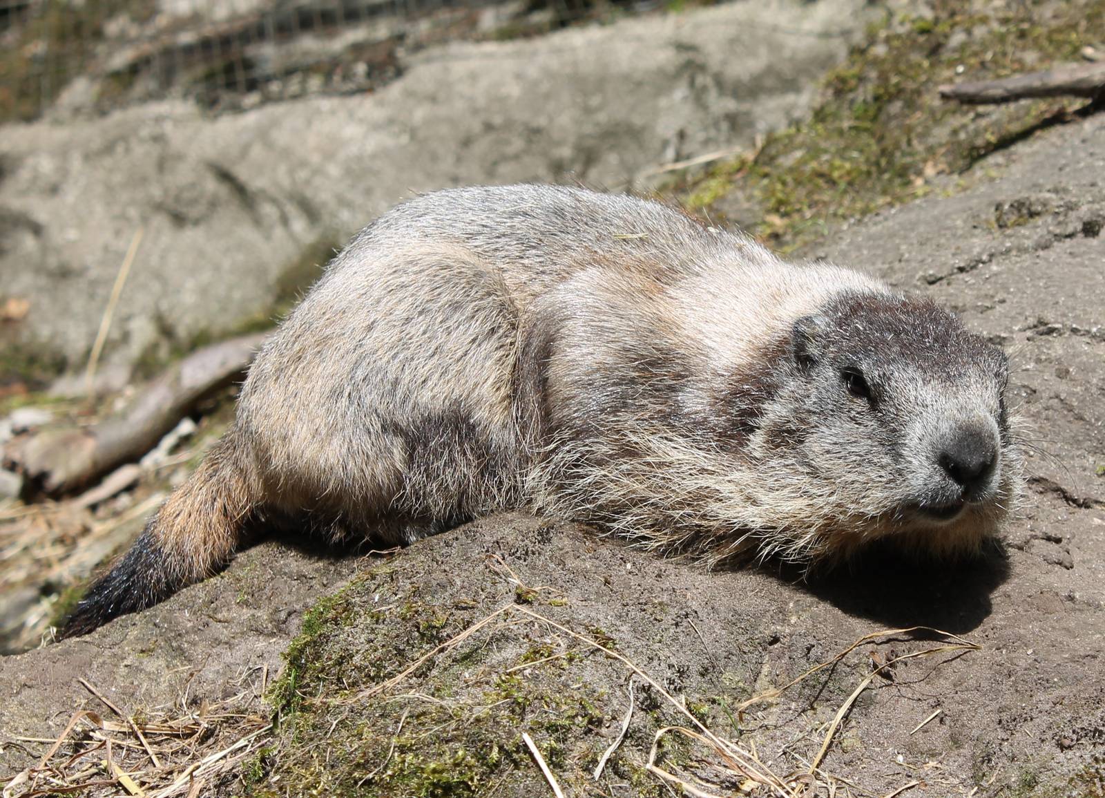 Alpine marmot