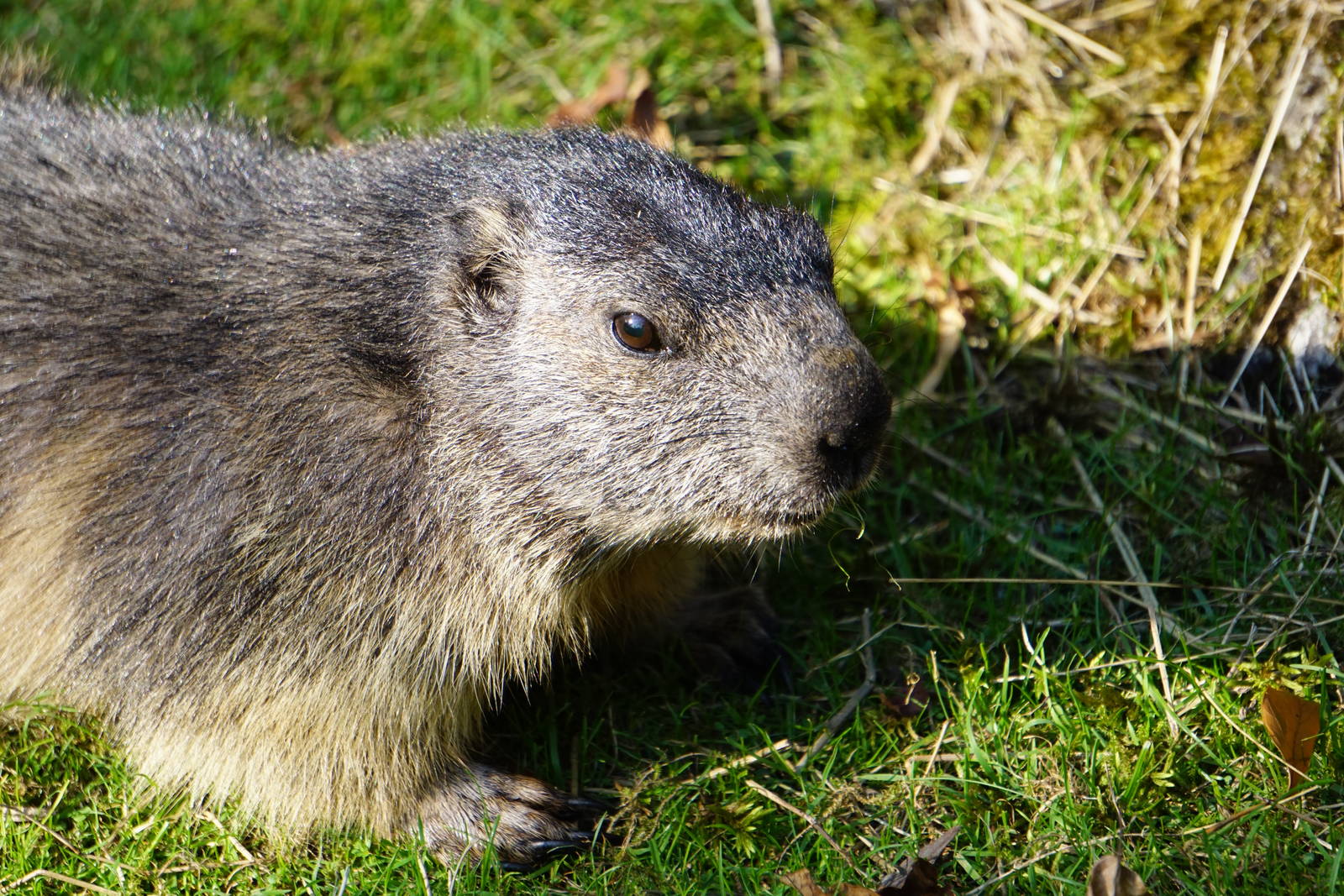 Alpine Marmot
