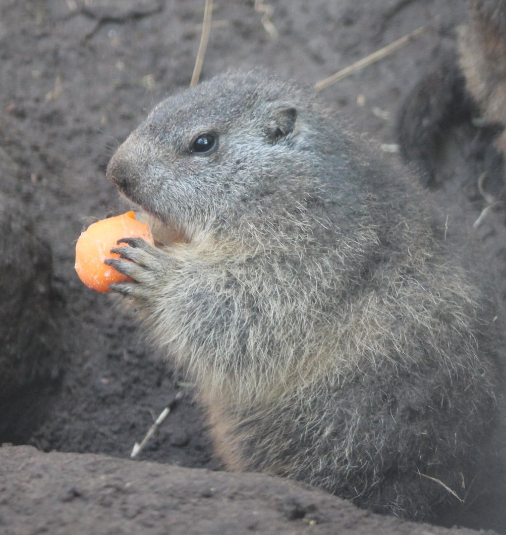Alpine marmot