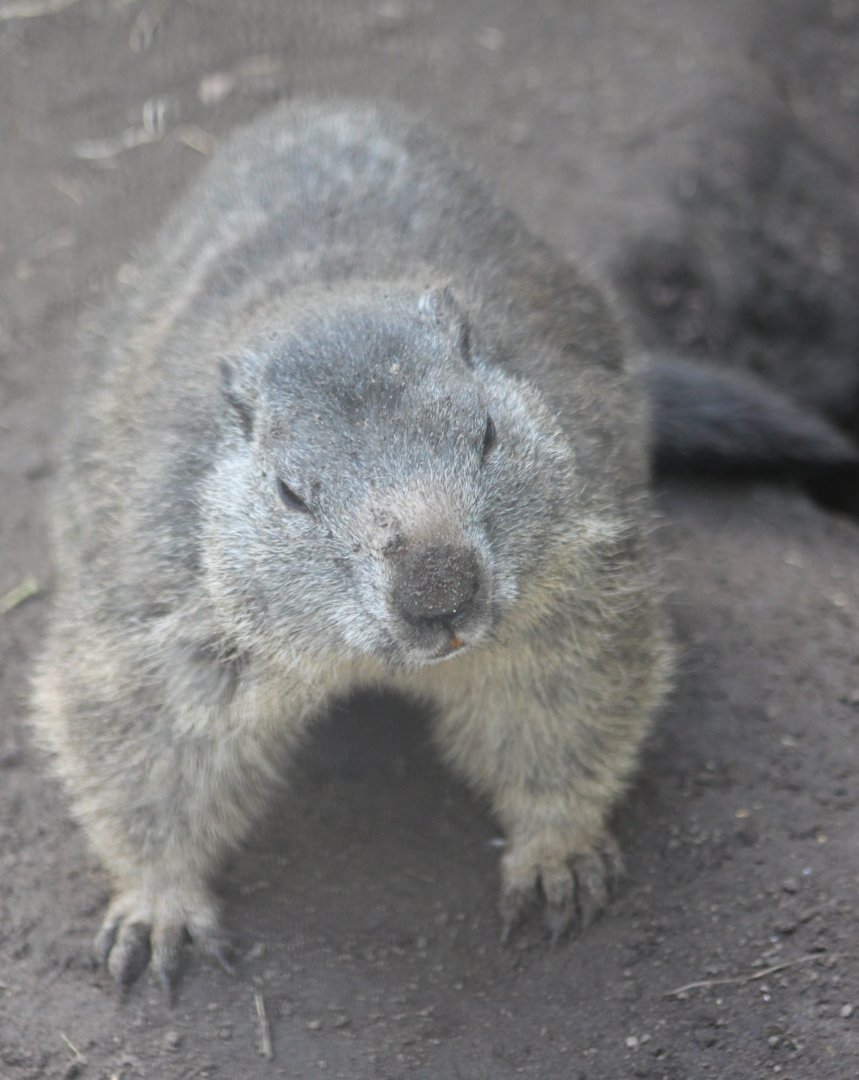 Alpine marmot
