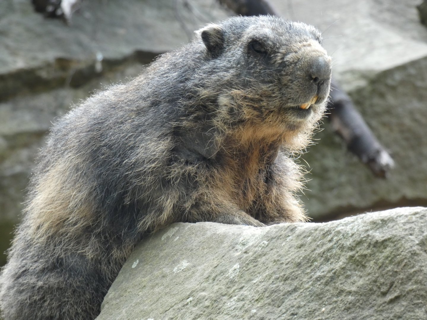 Alpine Marmot