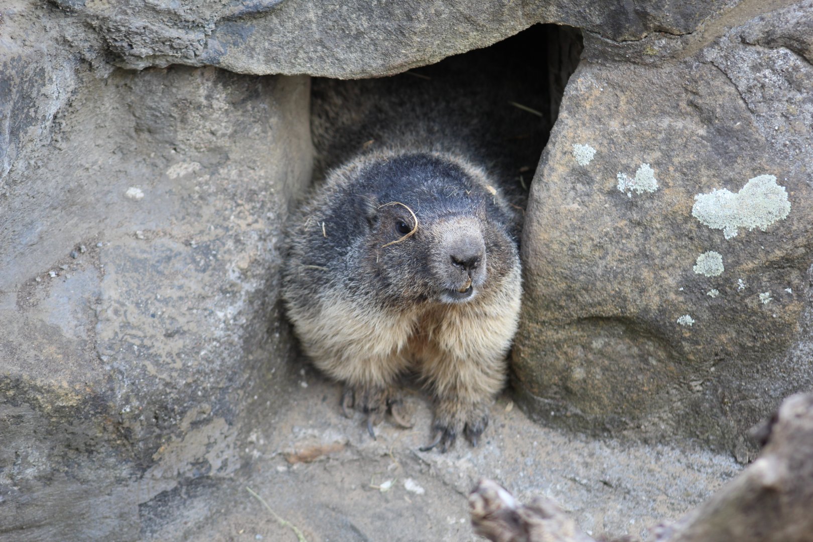 Alpine Marmot