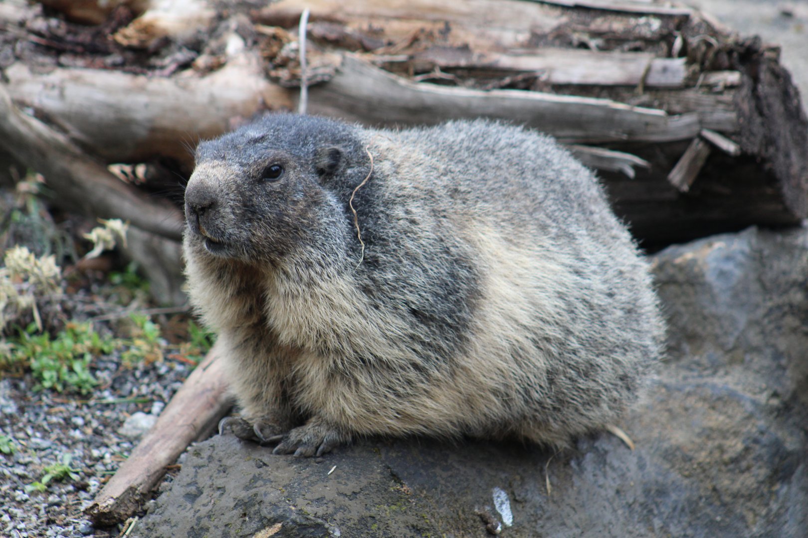 Alpine Marmot