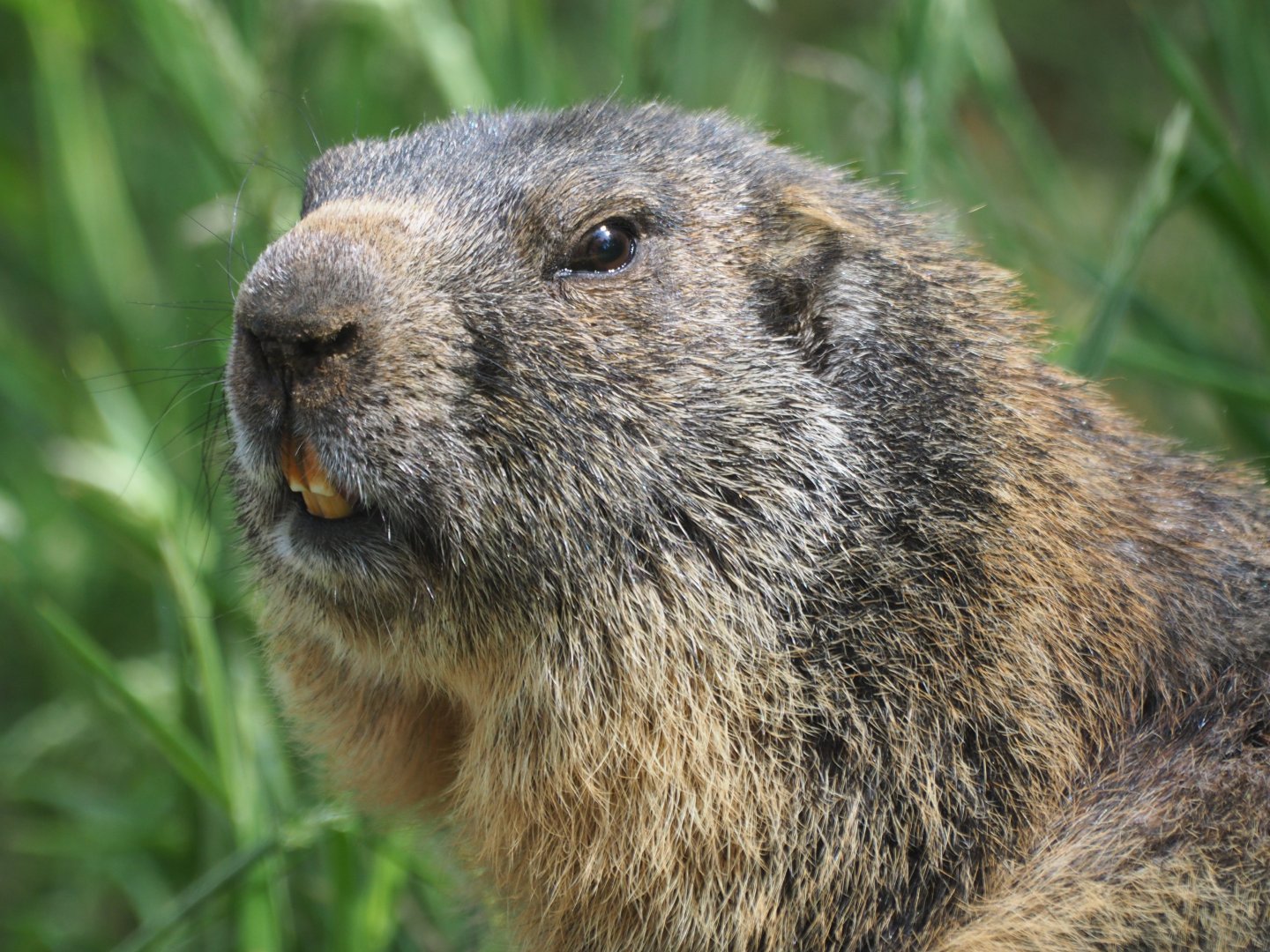 Alpine Marmot