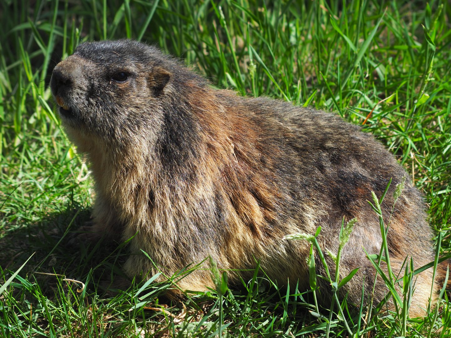Alpine Marmot