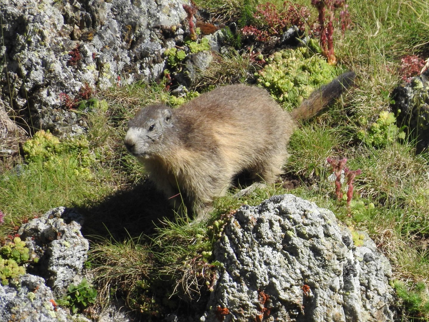 Alpine Marmot