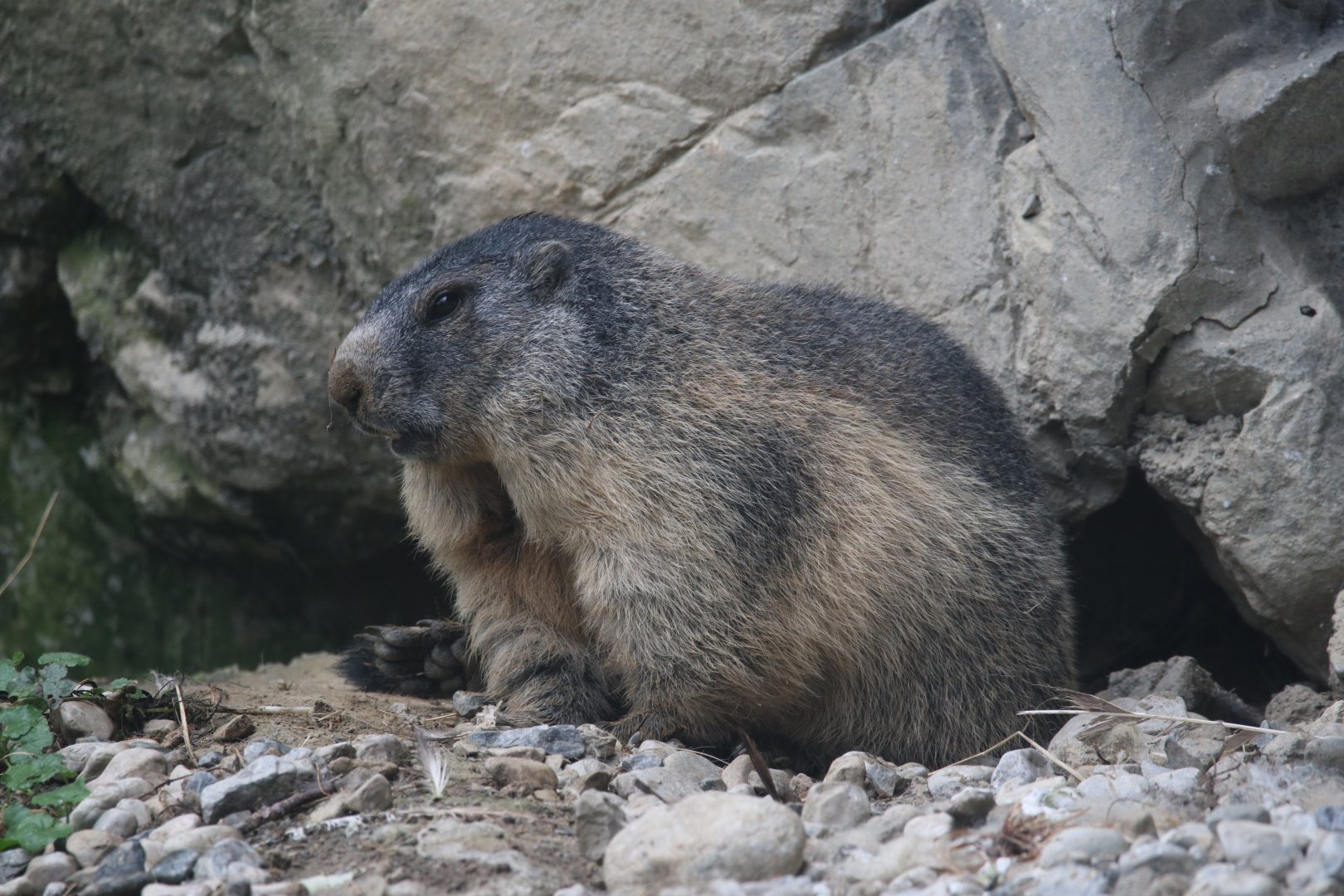 Alpine marmot