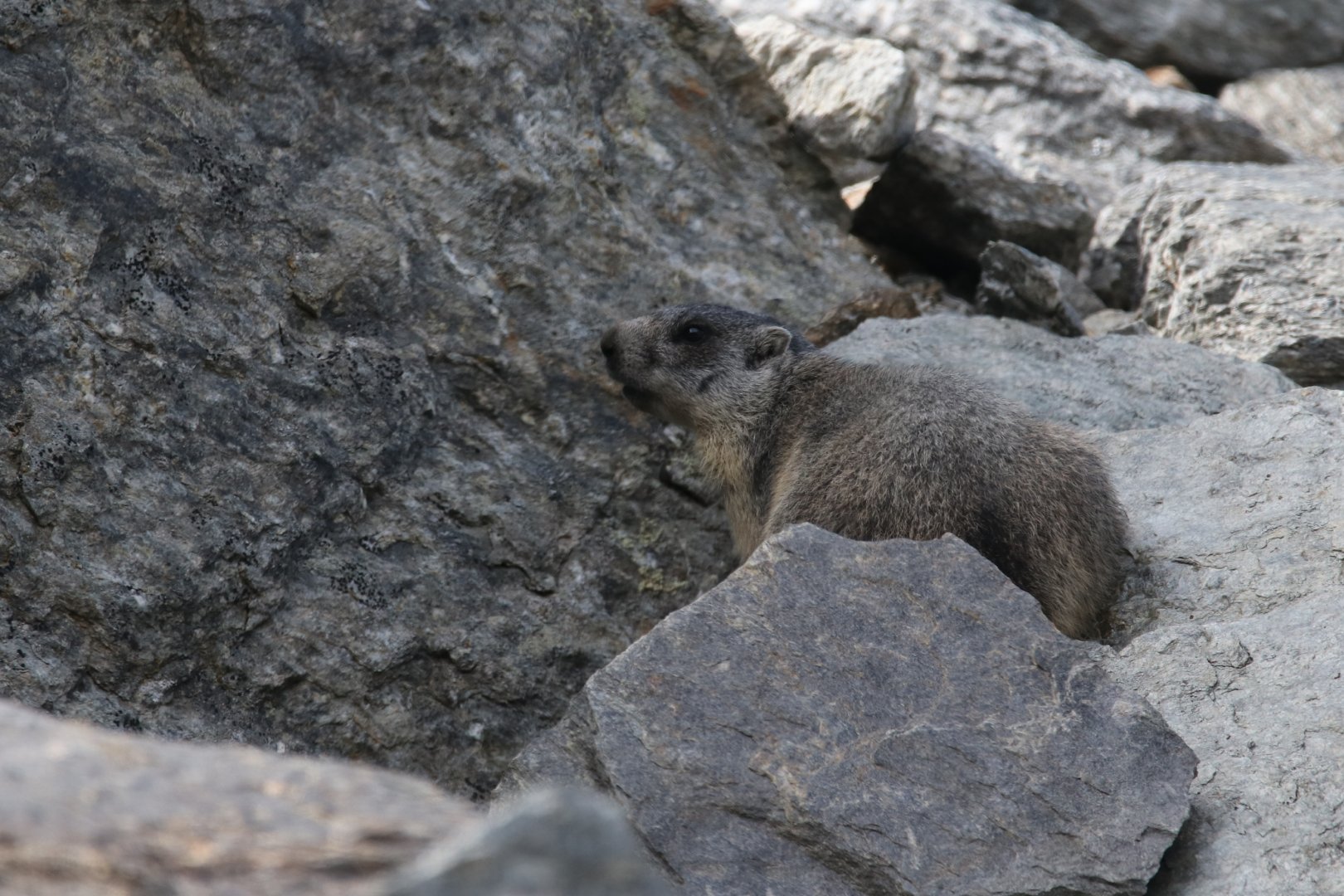 Alpine marmot
