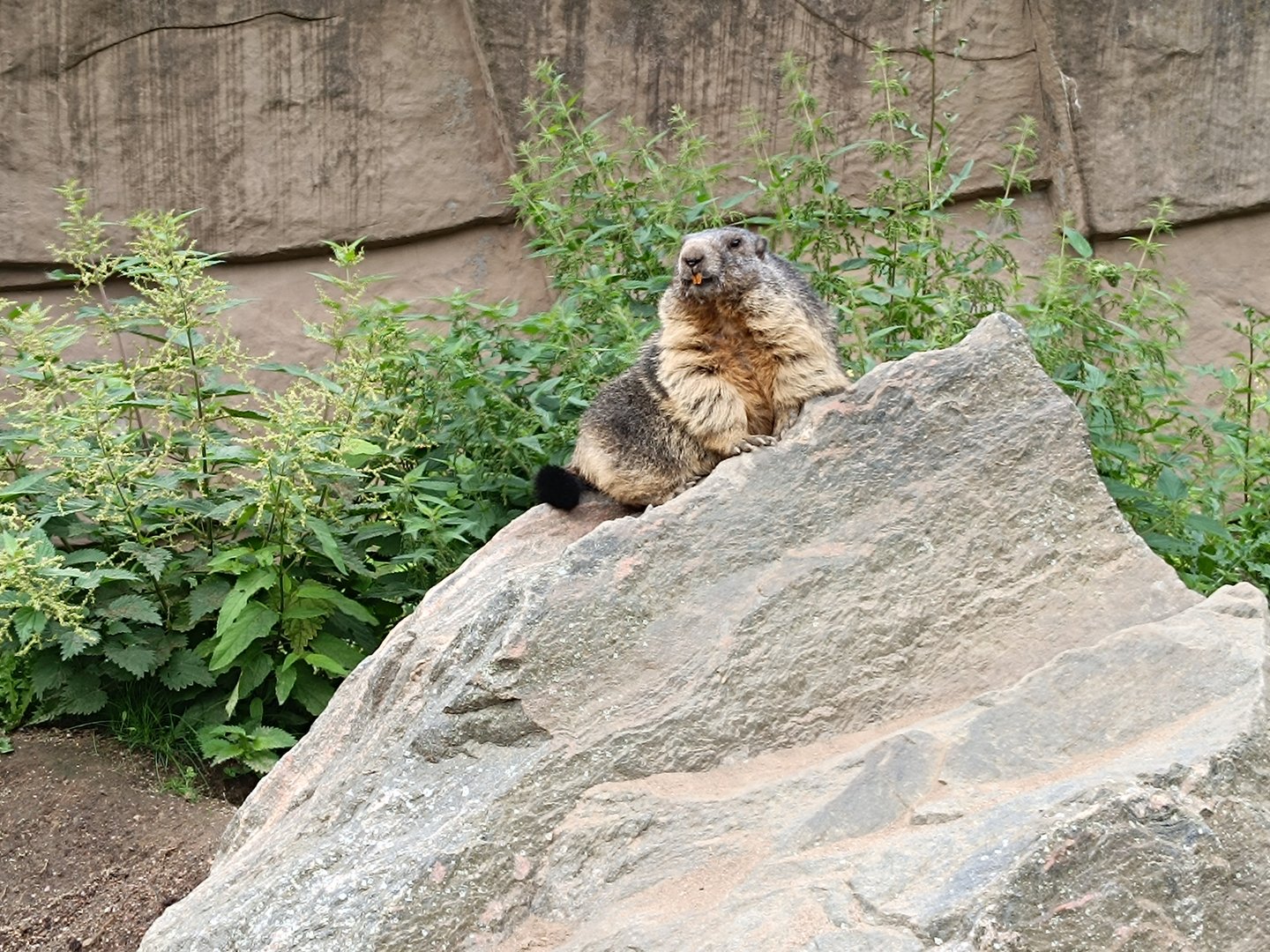 Alpine marmot