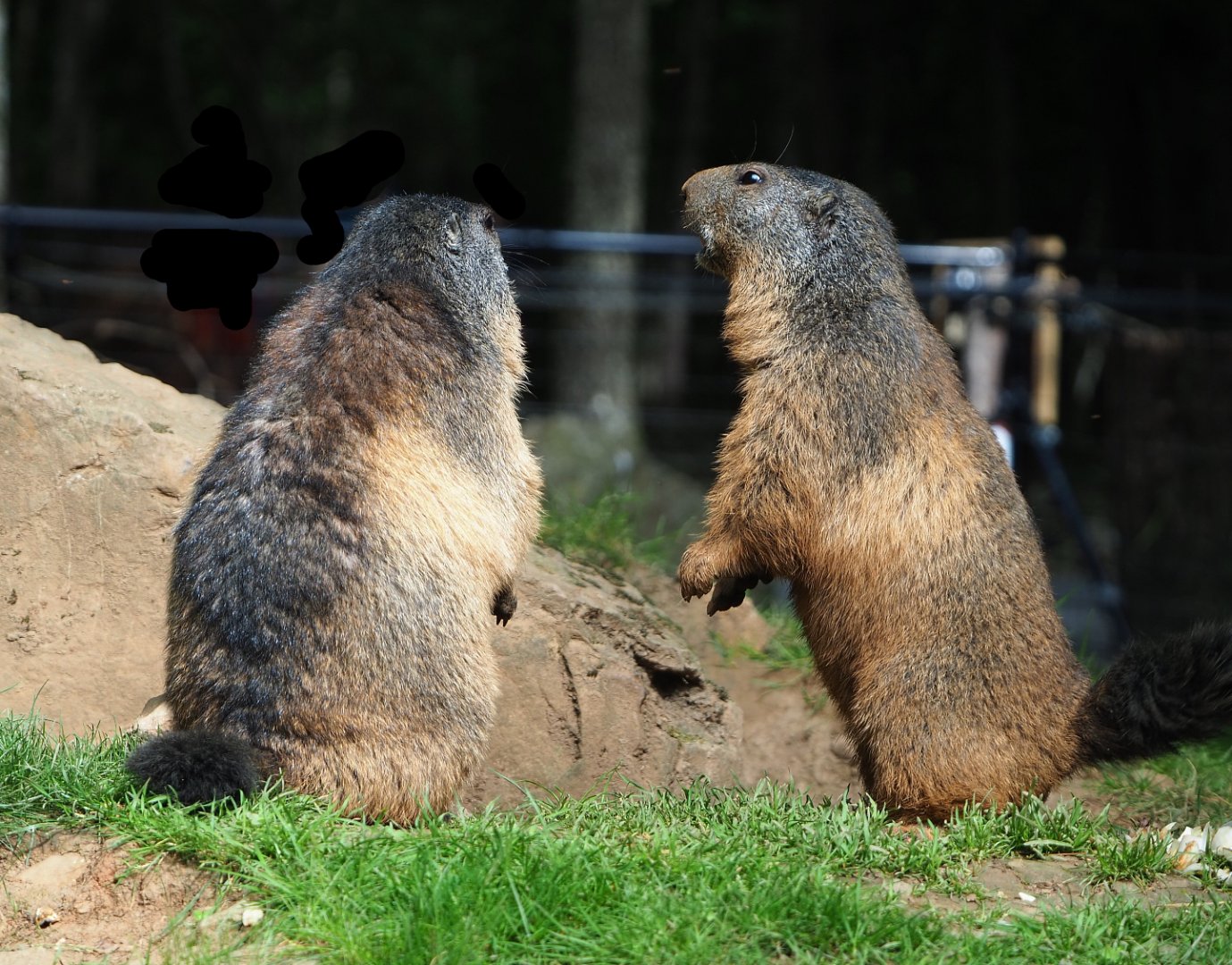 Alpine marmots (Marmota marmota marmota), 2021-08-15