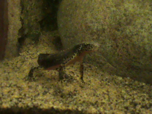 alpine newt 05/10