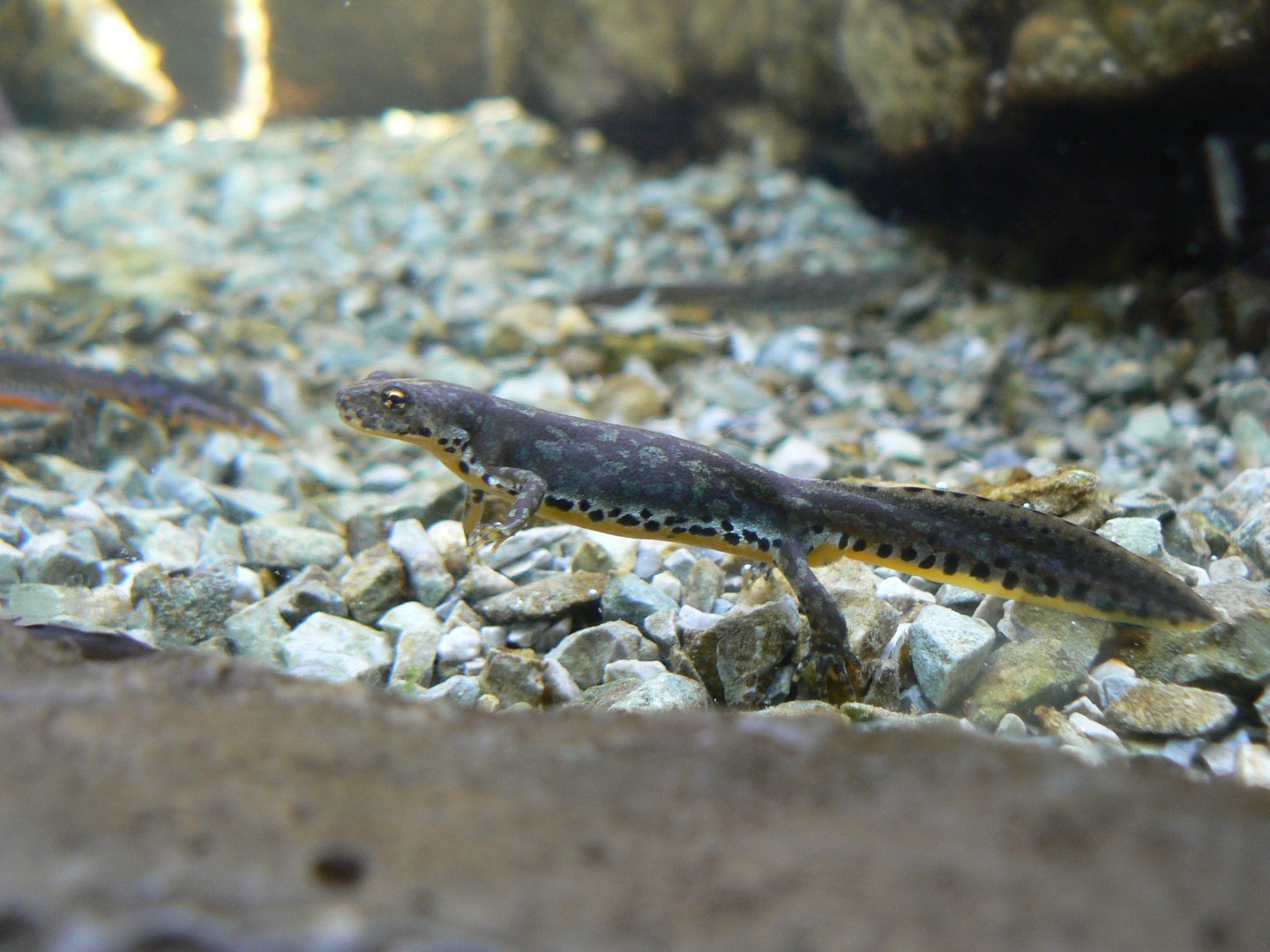 Alpine Newt - 4 June 2019