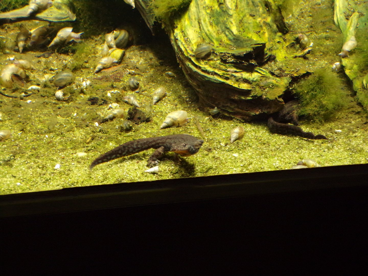 Alpine newt 9.7.25